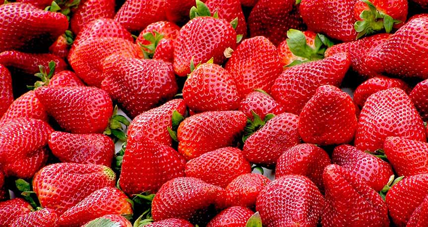 You will vainly look for fruit on it in autumn. You will vainly look for fruit on it in autumn.